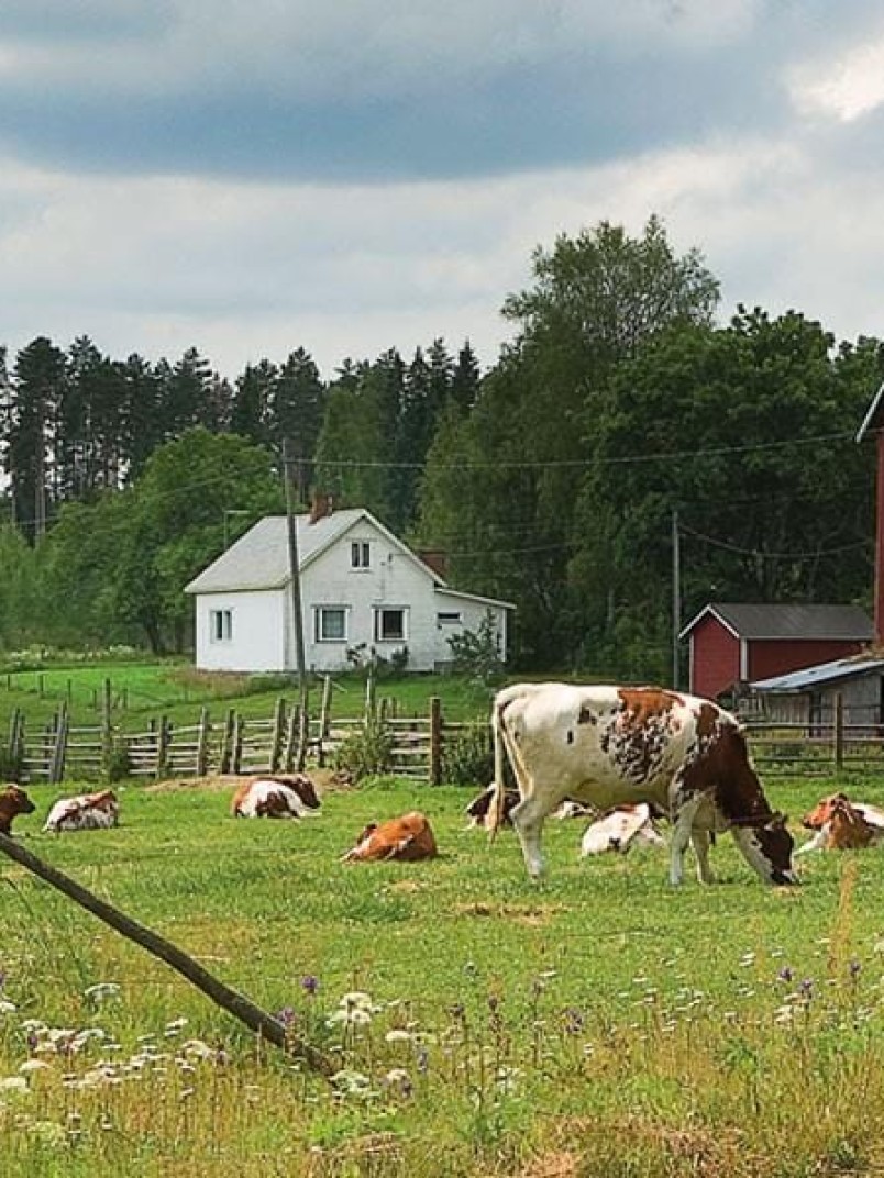 Sikre og hygieniske produkter til husdyrhold
